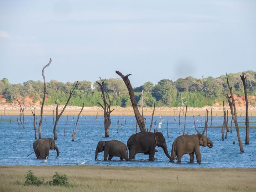 Kaudulla National Park: Private Safari - Activity Overview