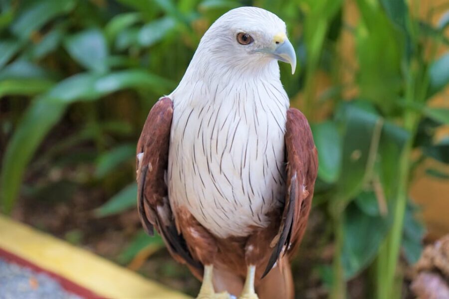 Kedah: Wildlife Park Langkawi Admission Ticket