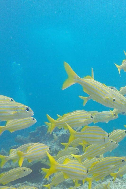 Key Largo: Molasses Reef Snorkeling Trip - Inclusion Details