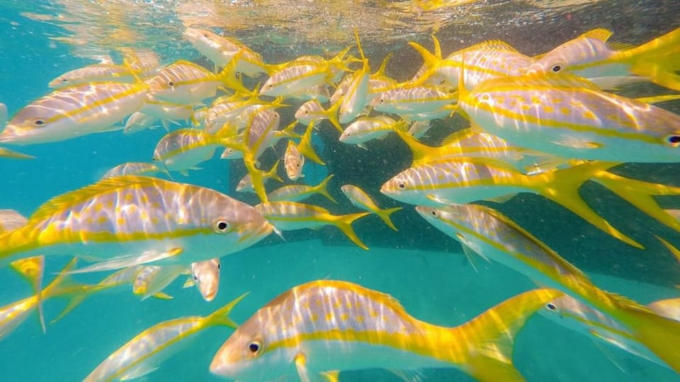 Key West: 3-Hour Morning Reef Snorkel With Lunch and Mimosas - Key Experience Highlights