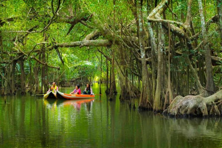 Khao Laks Little Amazon: Canoe, Trek & Waterfall Day Trip