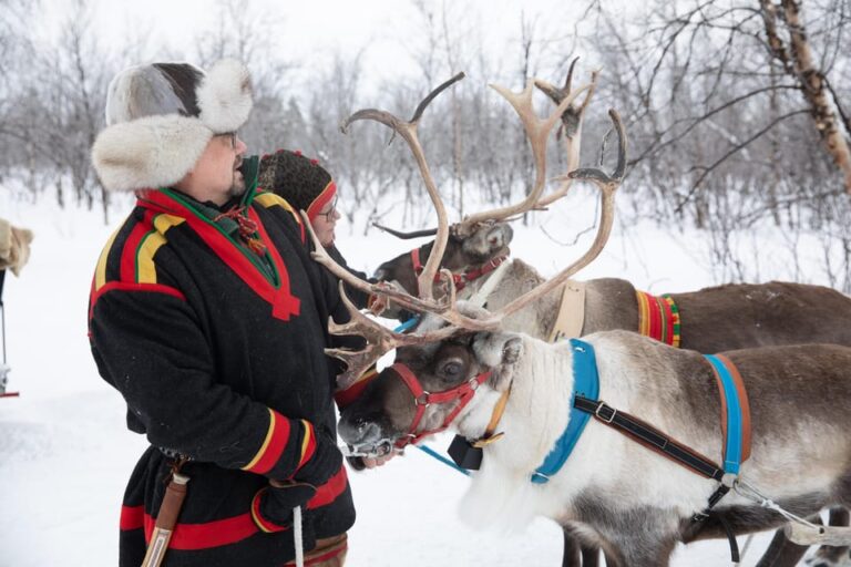 KIRUNA: Reindeer Sled Ride in the Countryside