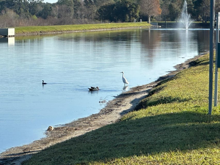 Kissimmee: Experience Wild Florida Nature All Electric Bike - Activity Overview