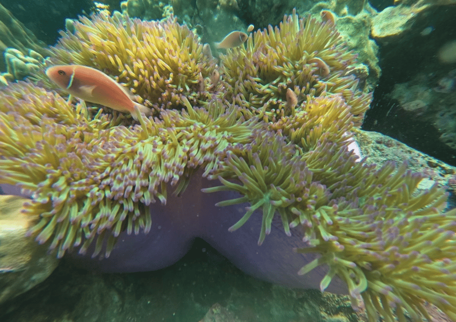 Koh Kood: Snorkeling Speedboat Tour With Lunch and Transfer - Experience Highlights