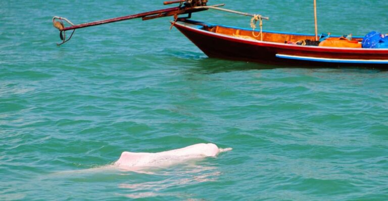 Koh Samui Pink Dolphin Sightseeing and Snorkelling Tour