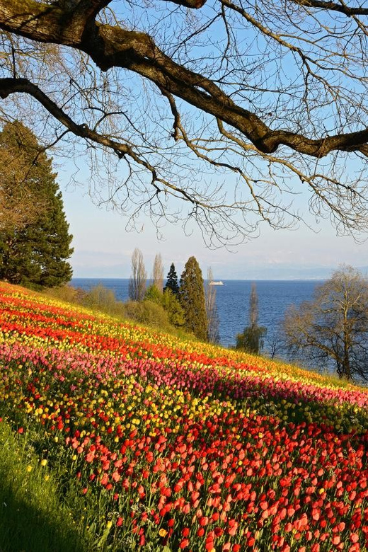 Konstanz: Mainau Island Entry Ticket - Ticket Information