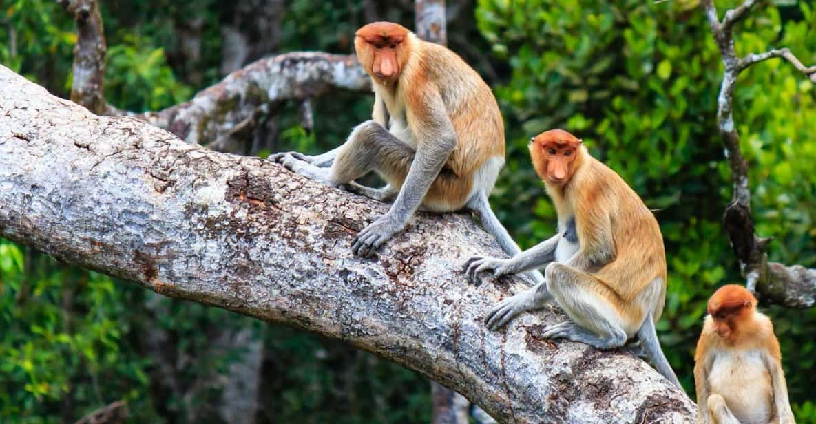 Kota Kinabalu: Kawa Kawa Wildlife River Cruise - Overview of Kawa Kawa Cruise