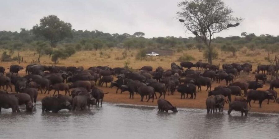 Kruger National Park Tour 4day-3nights (Open Safari Vehicle)