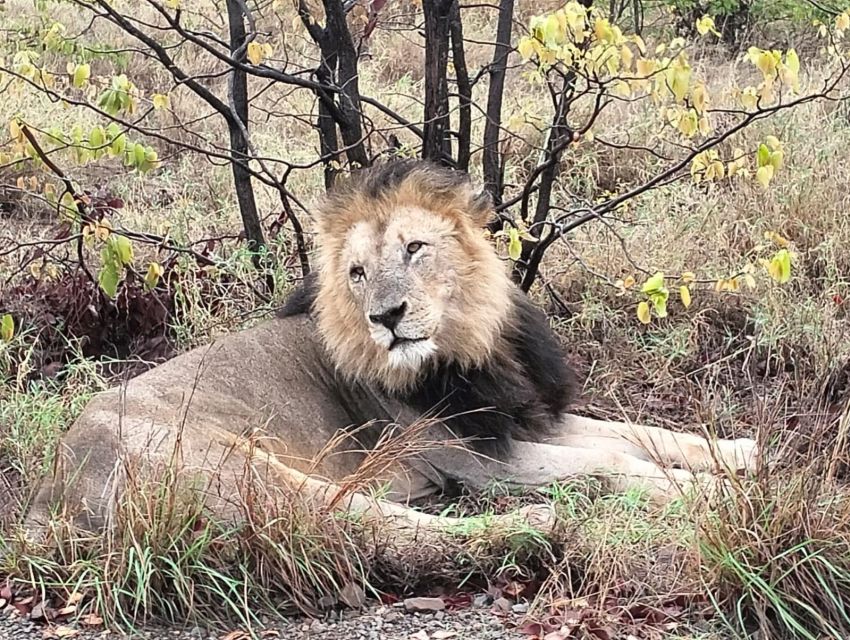 Kruger Park Safari From Maputo - Overview and Pricing