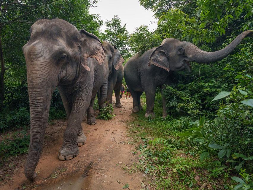 Kulen Elephant Forest Tour With Hotel Pick-Up & Drop off - Tour Highlights