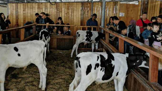 Kundasang: Day Tour With Desa Dairy Farm & Alpaca Club - Booking Information