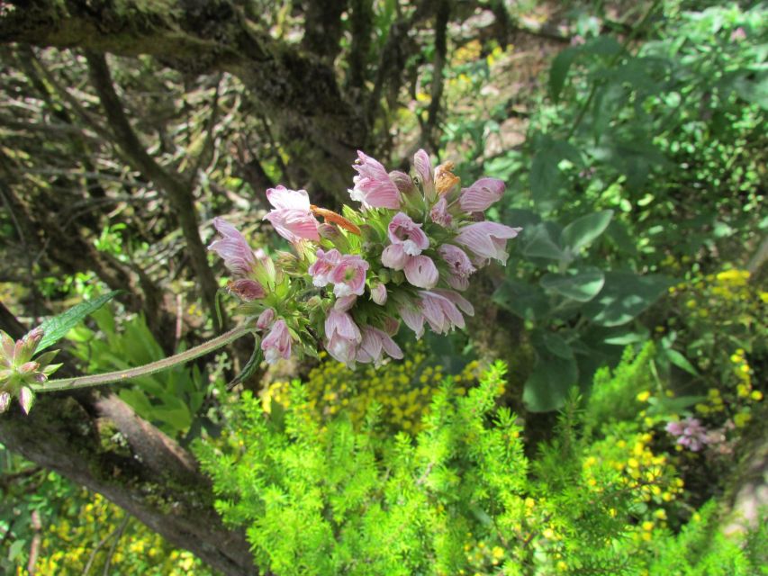 La Gomera: Garajonay National Park Forest Walk - Activity Overview