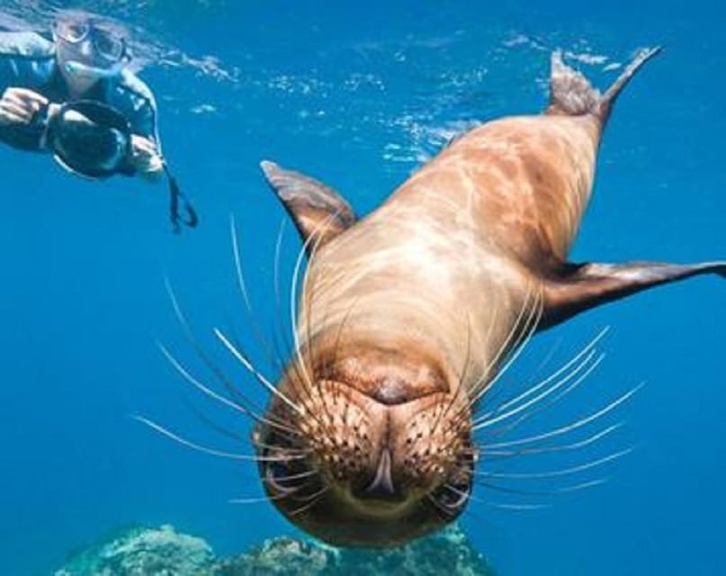 La Jolla: Cove and Caves Snorkeling Tour With Sea Lions - Tour Overview