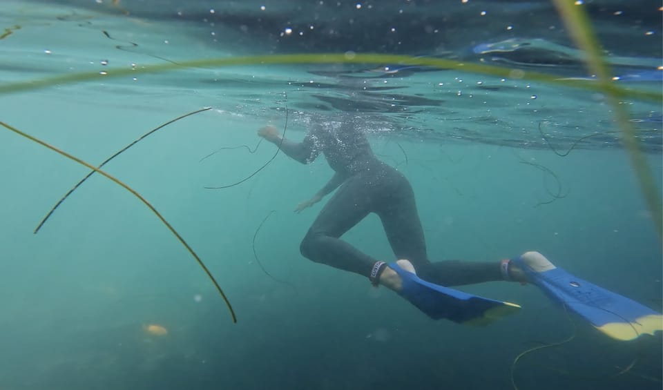 La Jolla: Leopard Shark Guided Snorkeling Tour - Experience Highlights