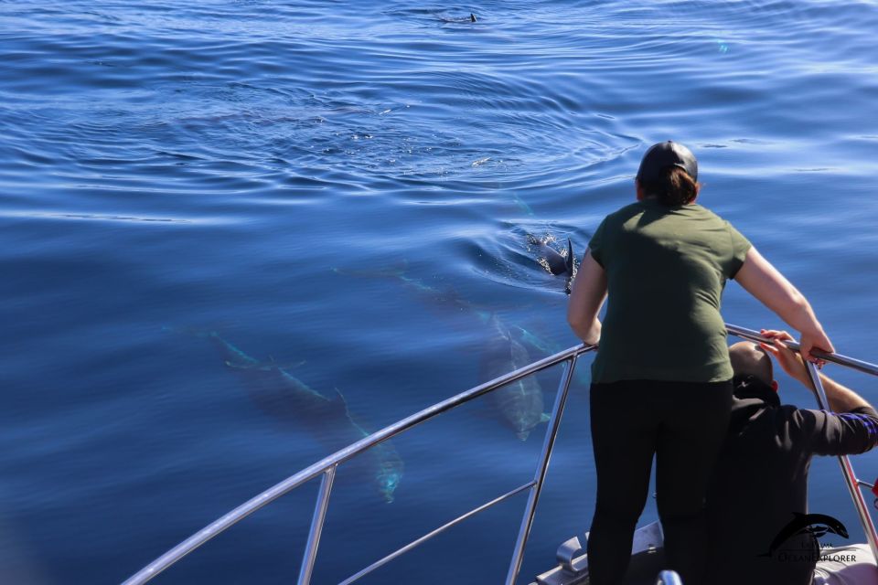 La Palma: 3-Hour Dolphin and Whale Watching Experience - Tour Overview