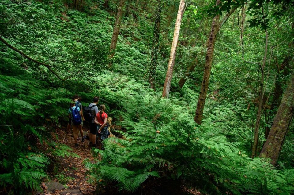 La Palma: Guided Trekking Tour to Cubo De La Galga - Tour Overview