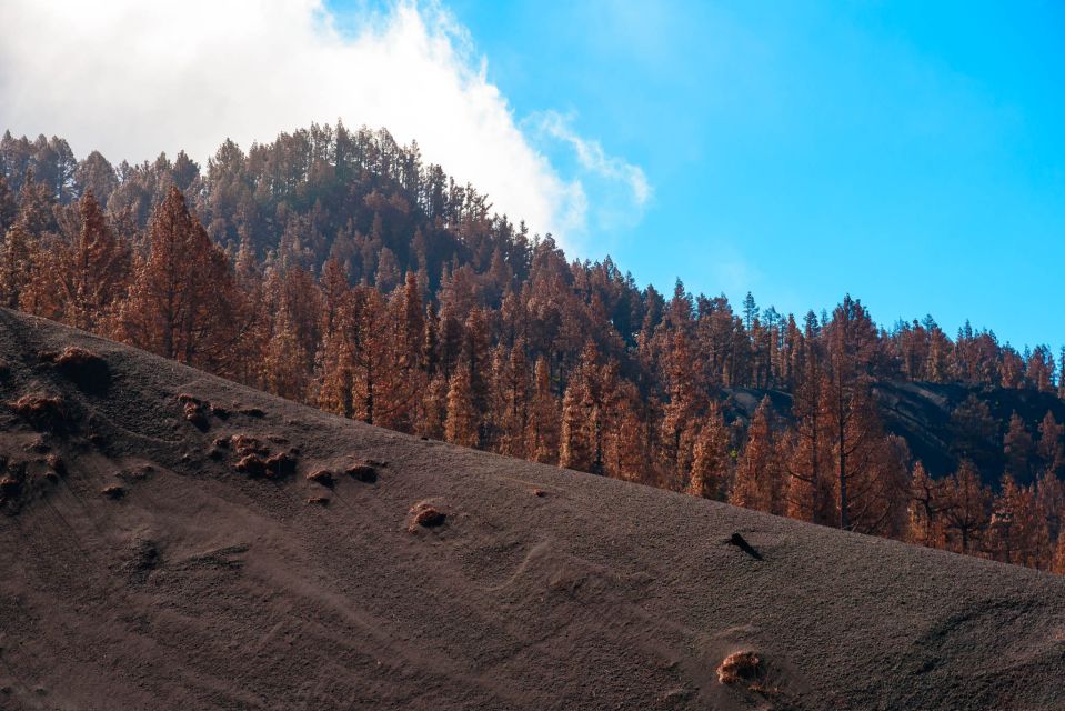 La Palma: Guided Volcano Trekking Tour - Tour Overview