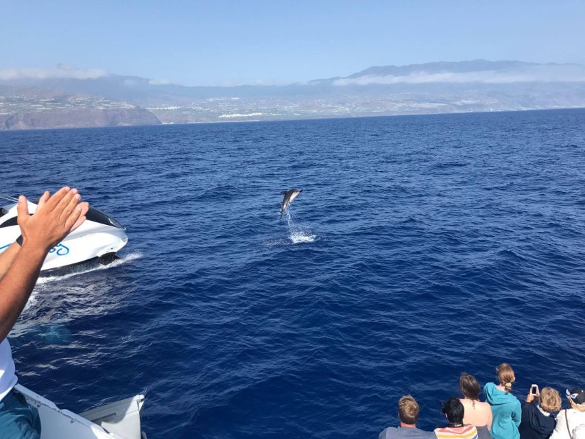 La Palma: Wildlife Viewing and Cumbre Vieja Boat Tour