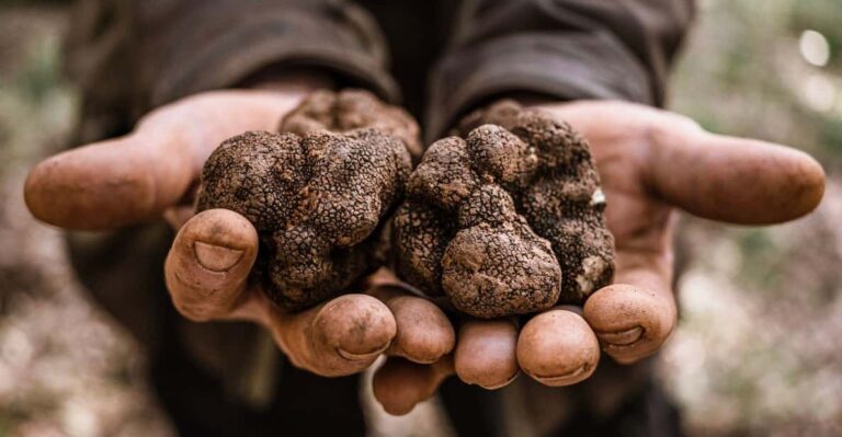 Laconi: Truffle Hunting Experience With Aperitif