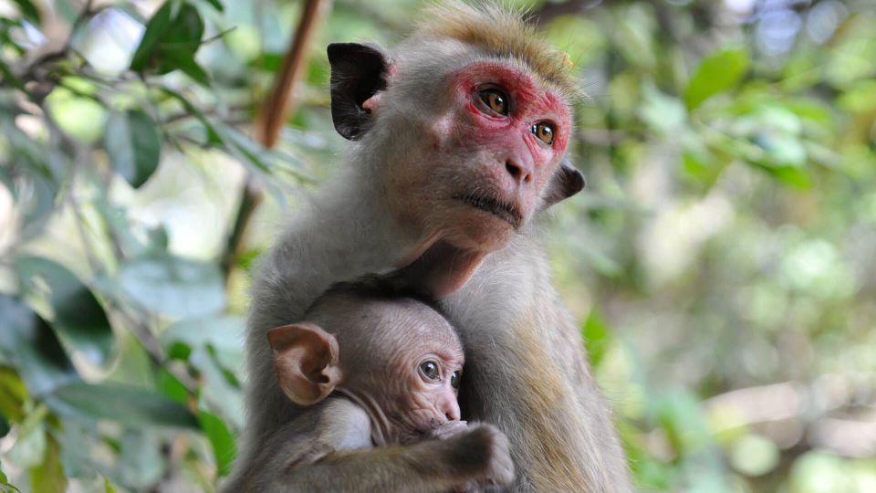 Lagoon Tour to Monkey Island in Negombo - Tour Overview