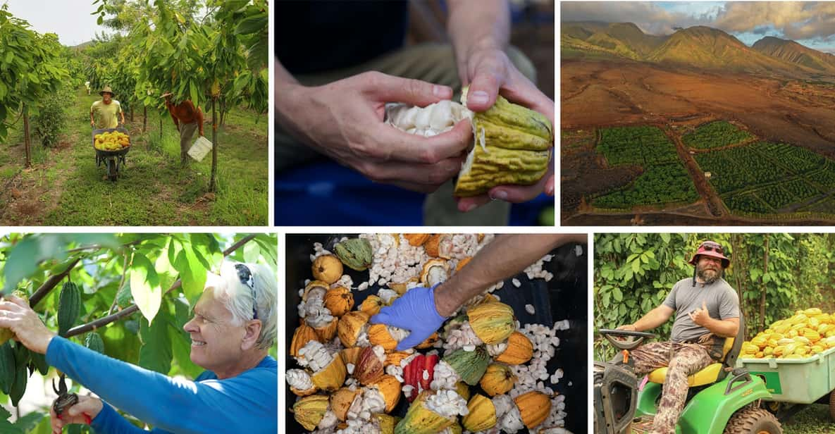 Lahaina: Maui Kuia Estate Guided Cacao Farm Tour & Tasting - Overview of the Tour