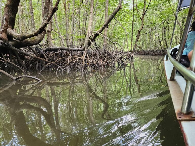 Langkawi : Mangrove Kayak Tour With Lunch (Afternoon)