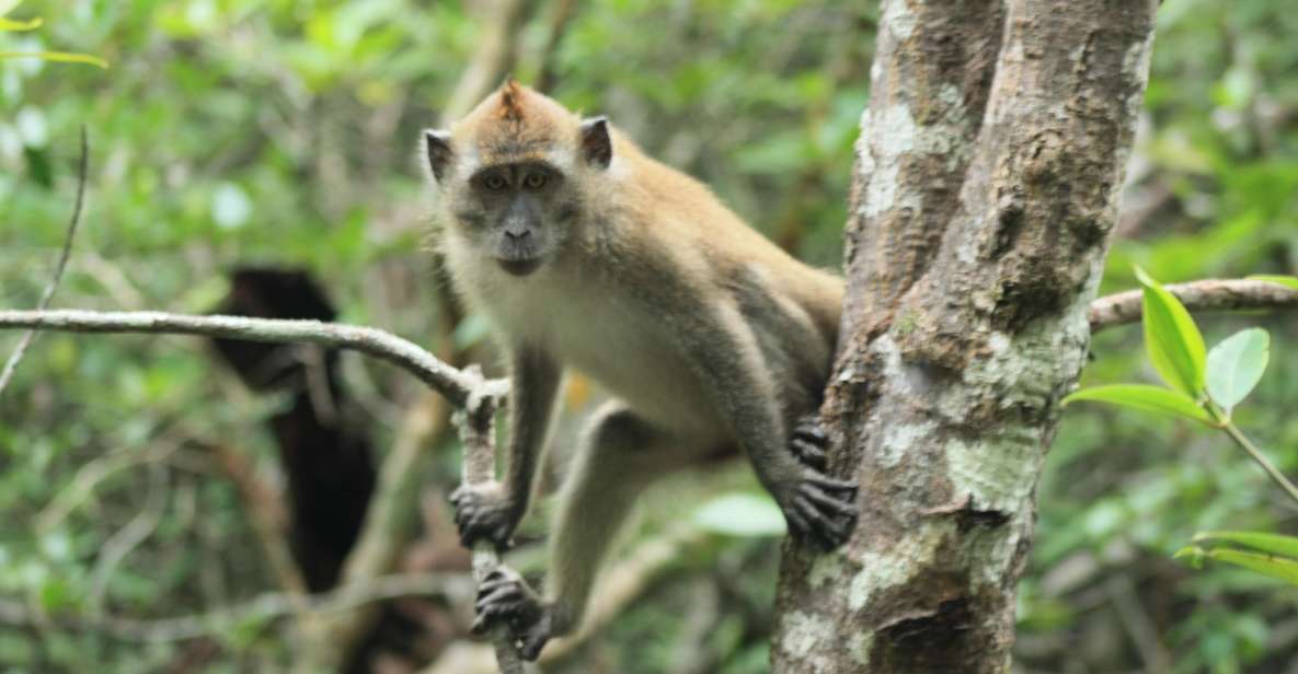 Langkawi UNESCO Global Geopark Mangrove Cruise - Overview of the Tour