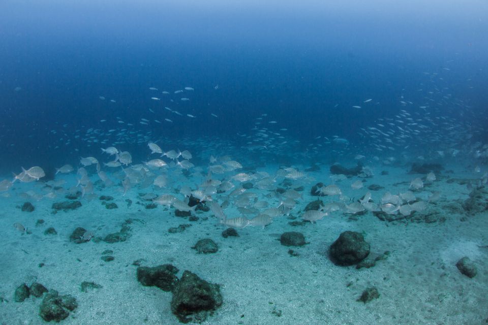 Lanzarote: Beginner Scuba Diving From the Beach - Overview of the Experience