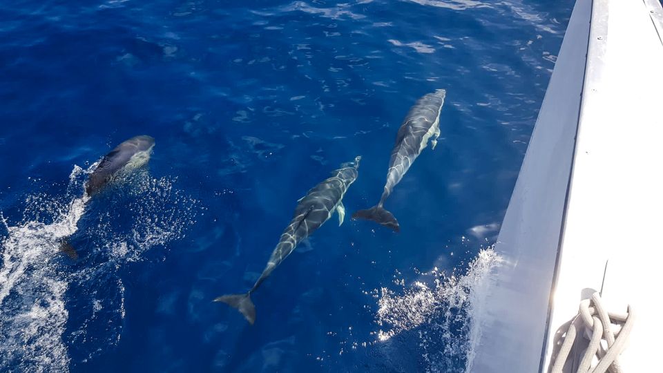 Lanzarote: Dolphin-Watching Sunset Cruise With Transfers - Activity Overview