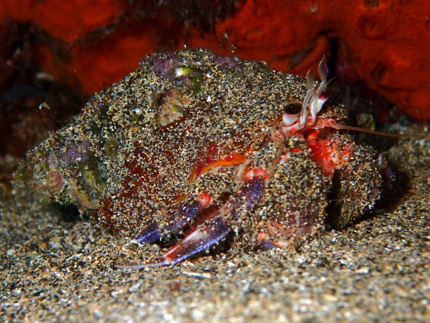 Lanzarote: Small Group Beginner Dive Course Costa Teguise