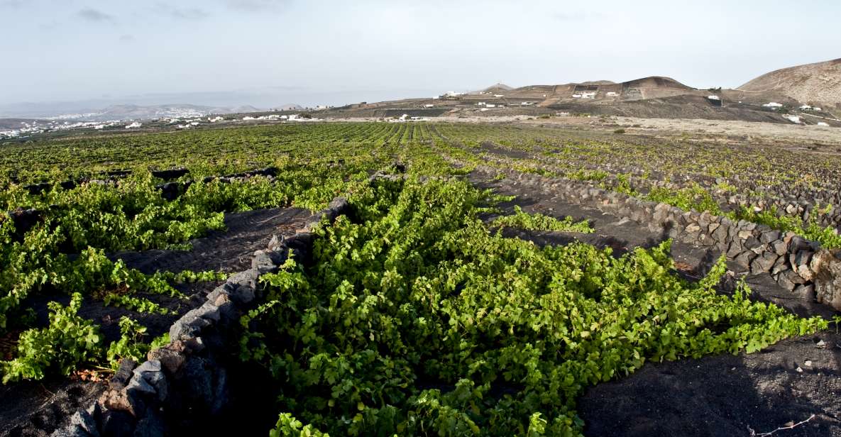 Lanzarote: Wine Tasting Tour at El Grifo Winery - Tour Overview and Pricing