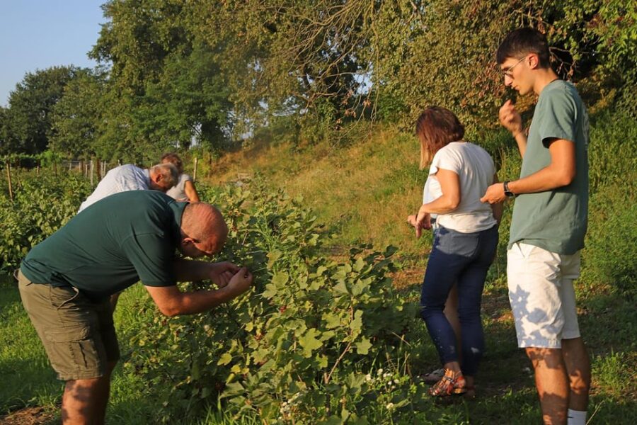 Lazise: Beekeeping Farm Family Experience, the World of Bees
