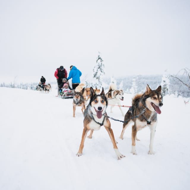 Levi: 15-Kilometres Self-Driving Husky Tour - Tour Overview