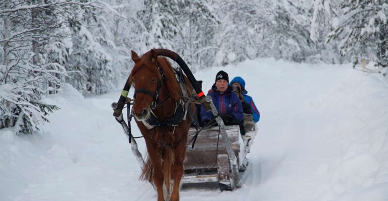 Levi, Polar Lights Tours: One Horse Open Sleigh Ride