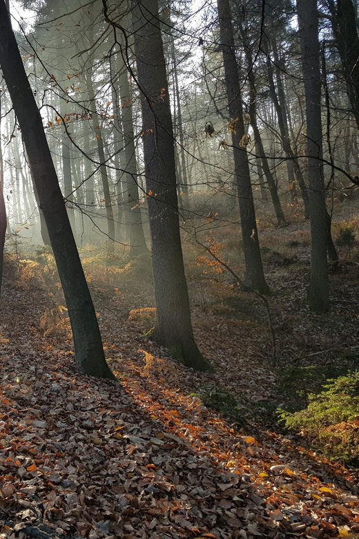 Ljubljana: Green Tour and Forrest Personal Experience - Guided Forest Therapy Activities