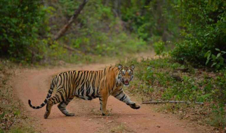 Madhya Pradesh: Satpura National Park Guided Jeep Safari