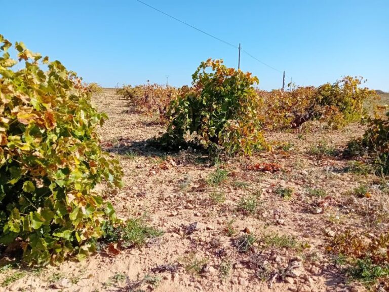 Madrid: Visit Two Wineries Close to the City Centre