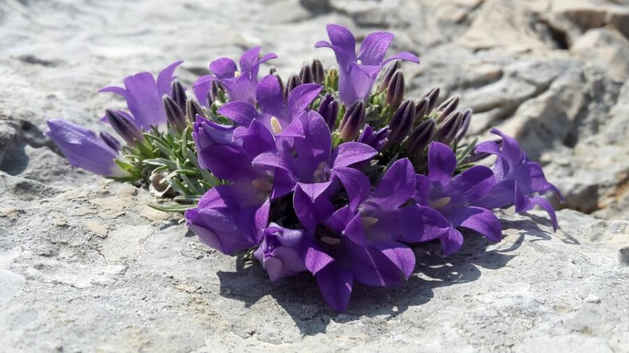 Makarska Rivijera: Half-Day Hiking Tour in Nature Park