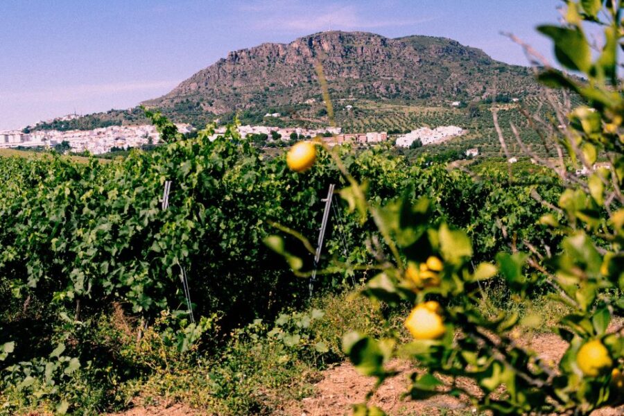 Malaga Small Group Tour With Wine Tasting & White Village