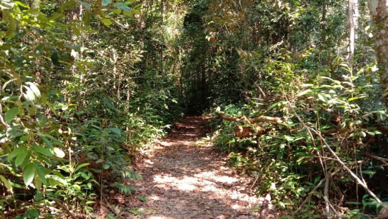 Malaysia: Gunung Panti Forest Reserve Guided Nature Tour