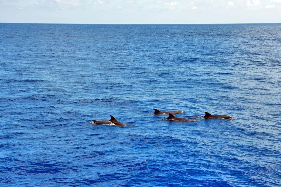 Mallorca: 3-Hour Afternoon Dolphin Watching Boat Tour - Tour Overview