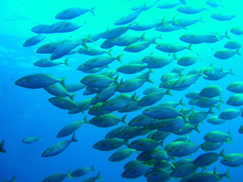 9 Best Scuba Diving Experiences In Mallorca