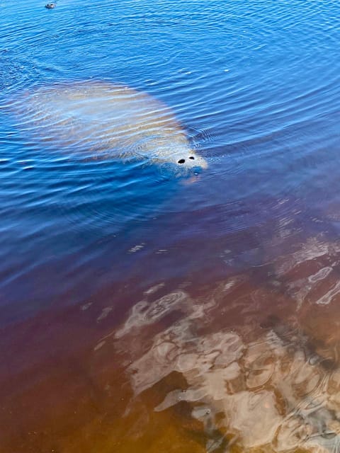 Manatee and Nature Tour of Ormond Beach - Tour Overview