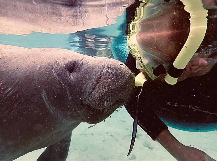 Manatee Snorkel Tour From American Pro Diving Center - Tour Overview