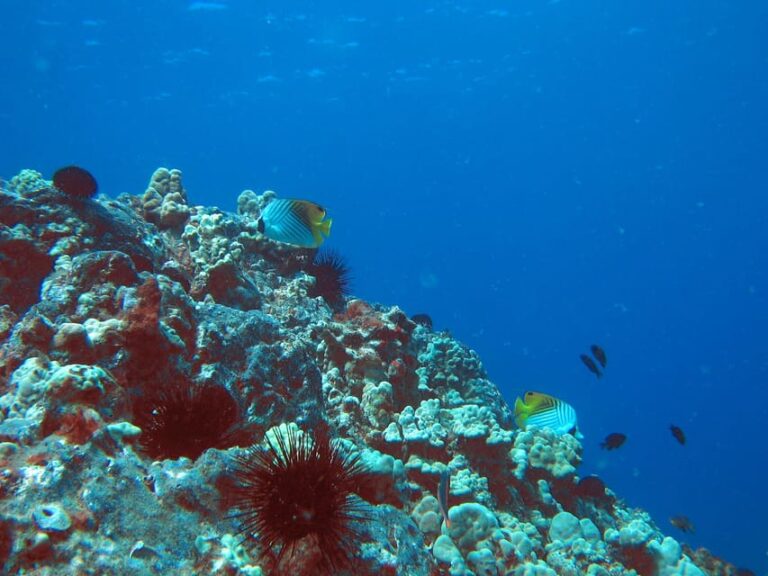 Maui: Captains Call Afternoon Snorkel Adventure