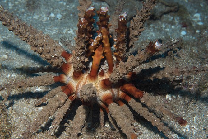 Maui Certified Shore Diving From Lahaina