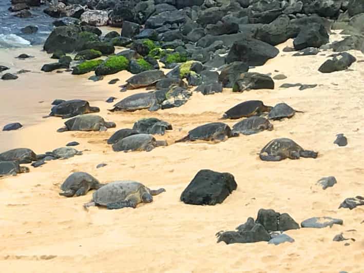 Maui: Private Halfway to Hana Tour - Highlights of the Tour