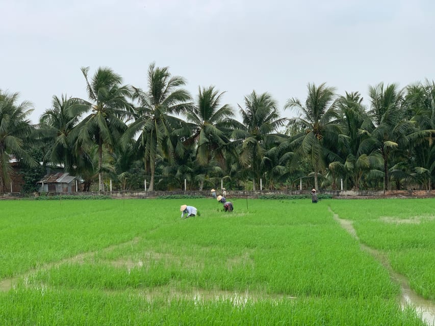 Mekong Delta: Experience the Hidden Gem of Local River Life - Overview of the Mekong Delta Experience