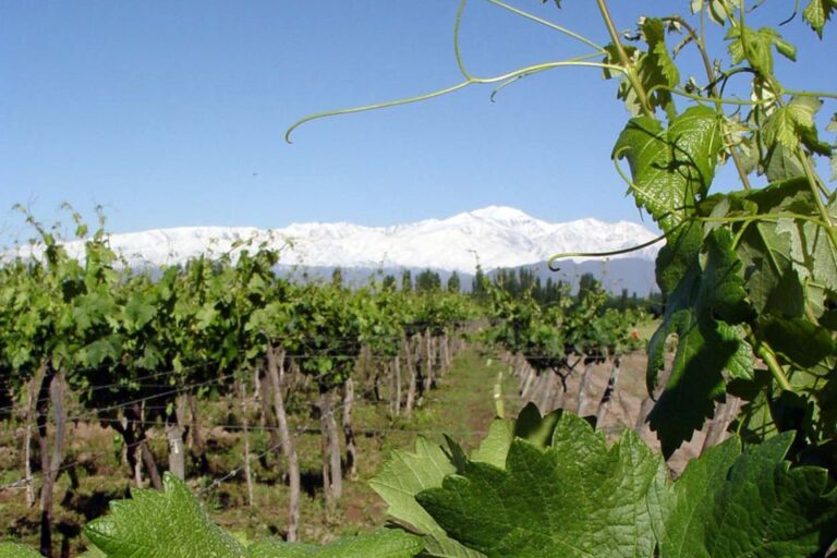 Mendoza: Half-Day Wine Tour With Tastings and Lunch