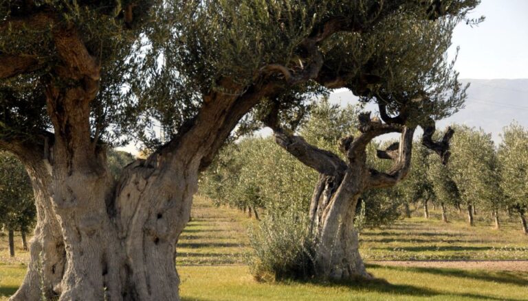 Midday Olive Oil Tour and Visit to Old Town of Belchite